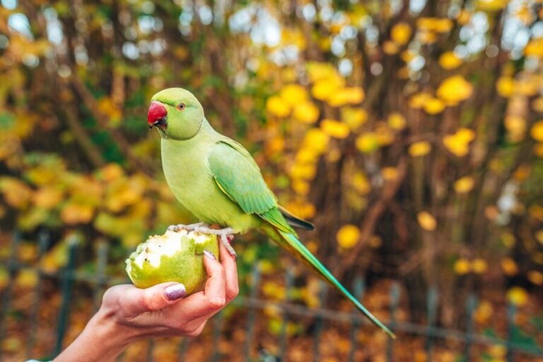 The Benefits of Organic Bird Food: Is It Worth the Extra Cost?